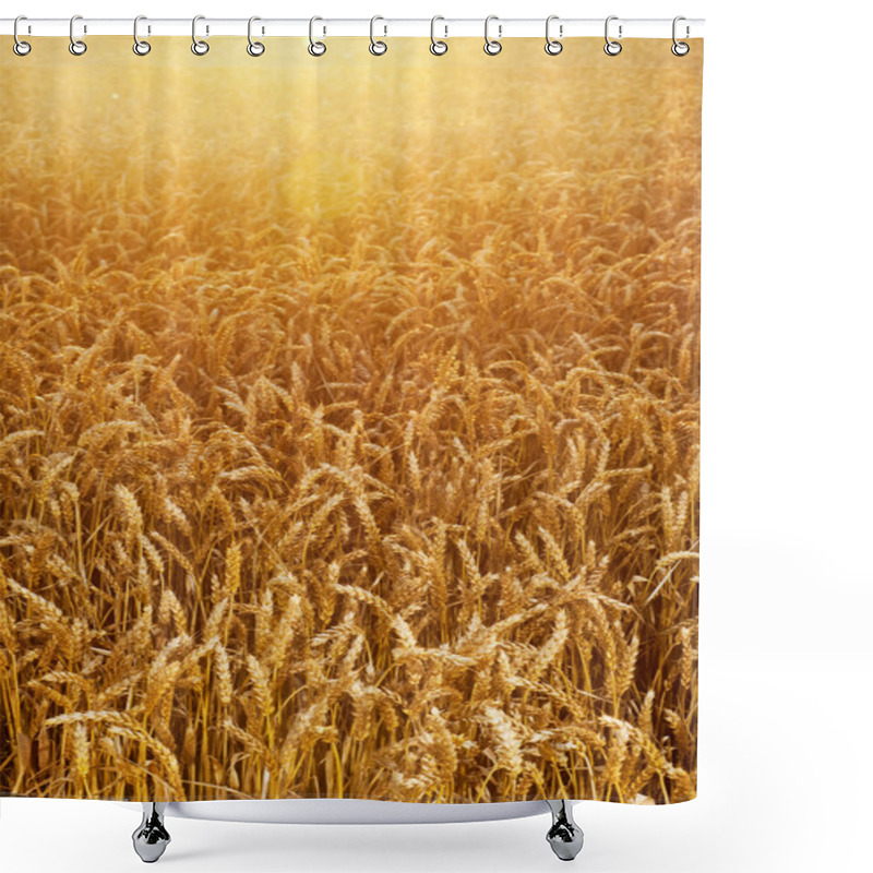 Personality  Field Of Wheat Corns Shower Curtains