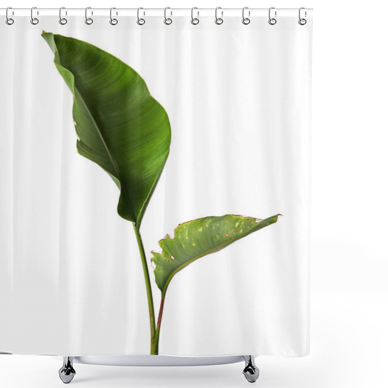 Personality  Strelitzia Reginae, Heliconia, Bird Of Paradise Foliage Isolated On White Background, With Clipping Path Shower Curtains