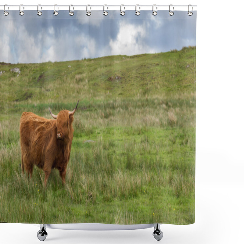 Personality  Highland Scottish Cow Shower Curtains