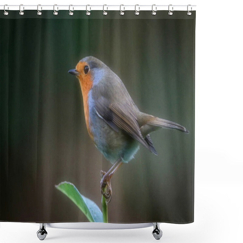 Personality  Closeup View Of Small Bird  Shower Curtains