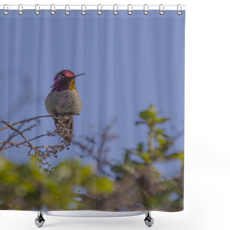 Personality  Allen's Hummingbird Shower Curtains