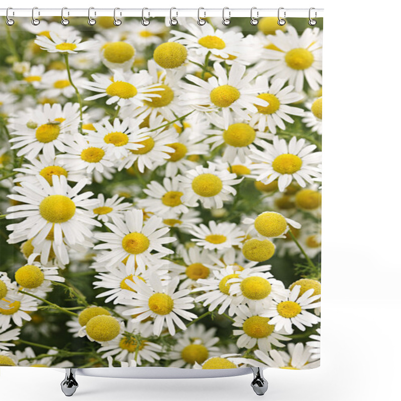 Personality  Chamomile Flowers Shower Curtains