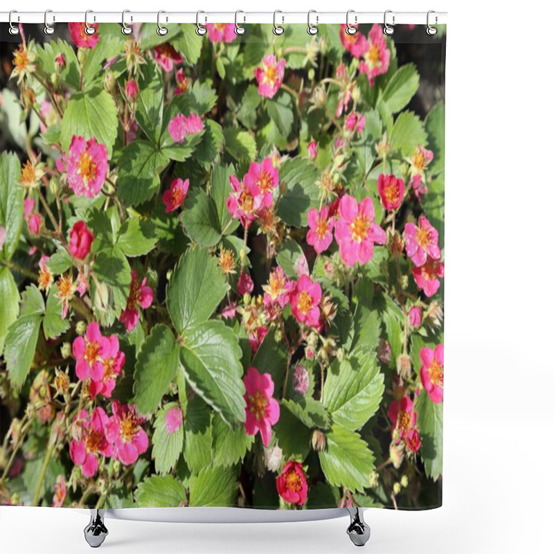 Personality  Flowering Strawberry. Shower Curtains