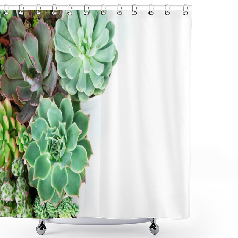 Personality  Mix Of Echeveria And Sedum Succulent Flowering Plants Houseplant Top View Background Shower Curtains