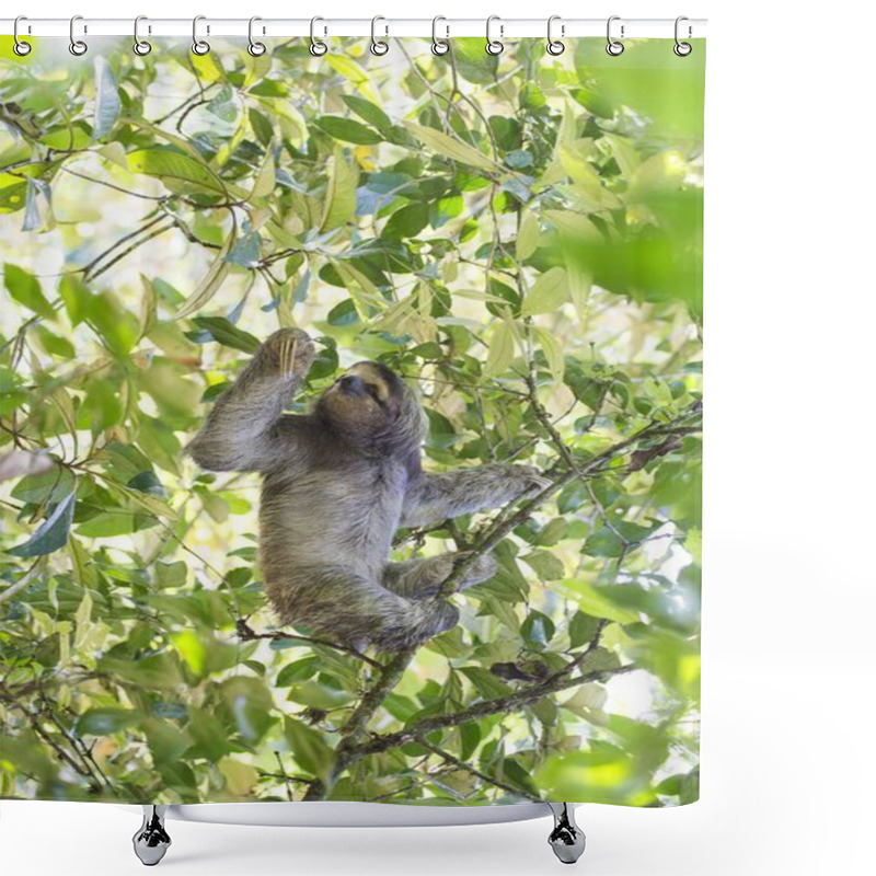 Personality  Brown-Throated Sloth (Bradypus Variegatus) Spotted Outdoors Shower Curtains