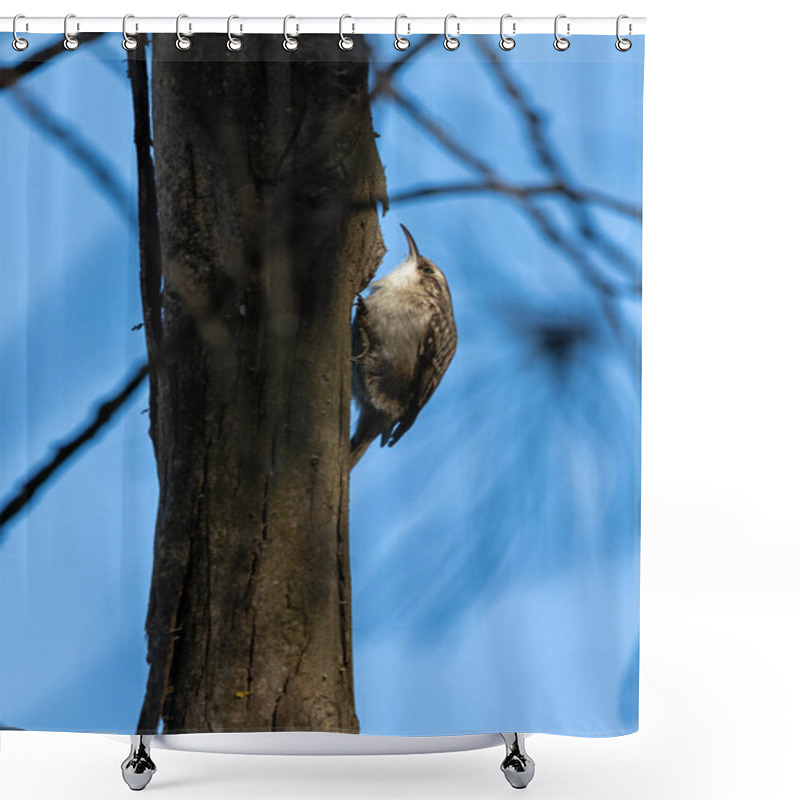 Personality  A Short-toed Treecreeper (Certhia Brachydactyla) Climbs Tree Bark In Madrid, Spain. This Insectivorous Bird Uses Its Curved Bill To Extract Insects And Spiders From Crevices In Forests And Woodlands. Shower Curtains