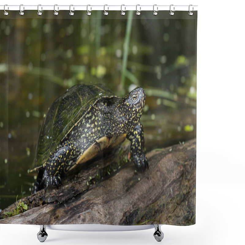 Personality  Closeup Of A European Pond Turtle Sunbathing On A Piece Of Wood In A Pond Shower Curtains