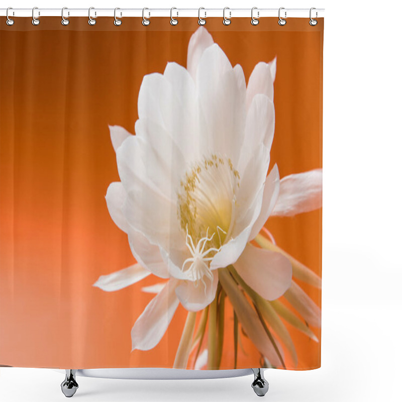 Personality  Saussurea Obvallata / Brahma Kamal Flower Or White Lotus, It Is Native To The Himalayas And Uttarakhand, India, Isolated Shower Curtains