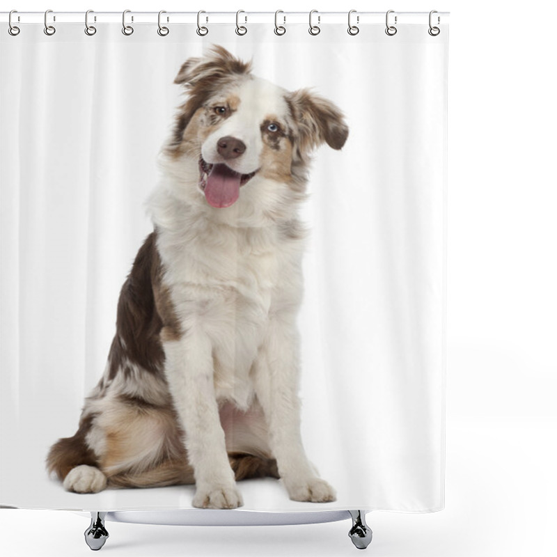 Personality  Australian Shepherd Puppy, 6 Months Old, Sitting Against White Background Shower Curtains