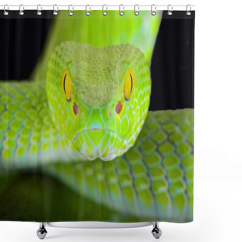 Personality  Large-eyed Pitviper (Trimeresurus Macrops) Shower Curtains