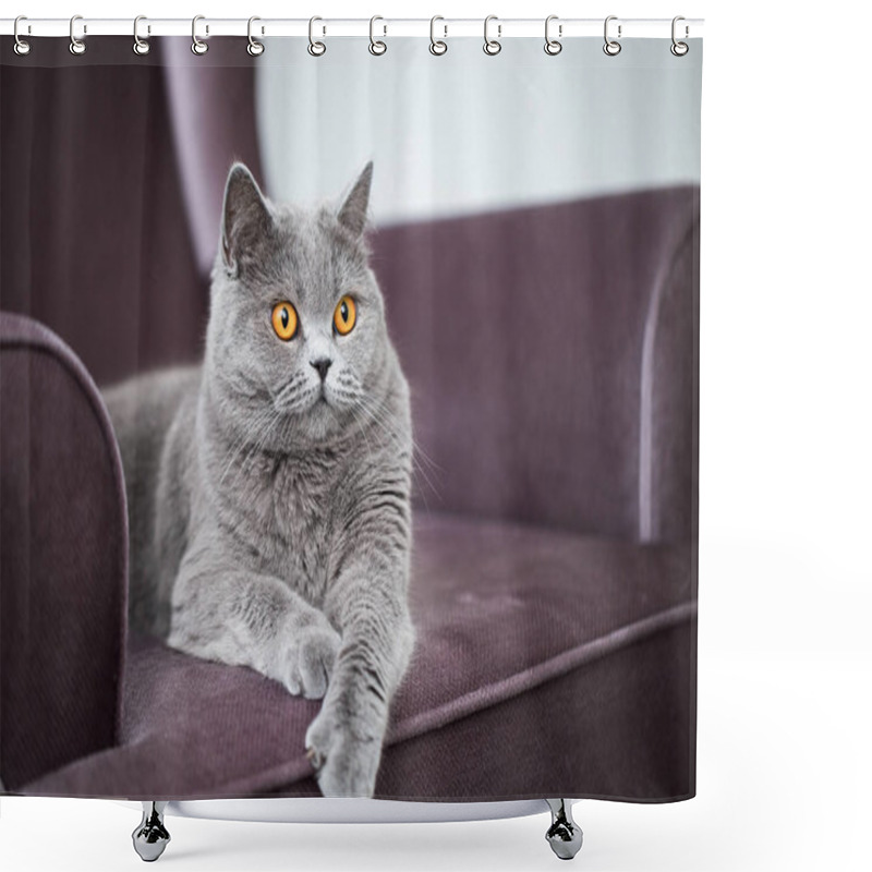 Personality  British Shorthair Cat, Charming Kitty Sitting On An Armchair Shower Curtains