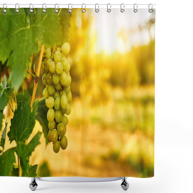 Personality  White Ripe Grape Clusters Shower Curtains