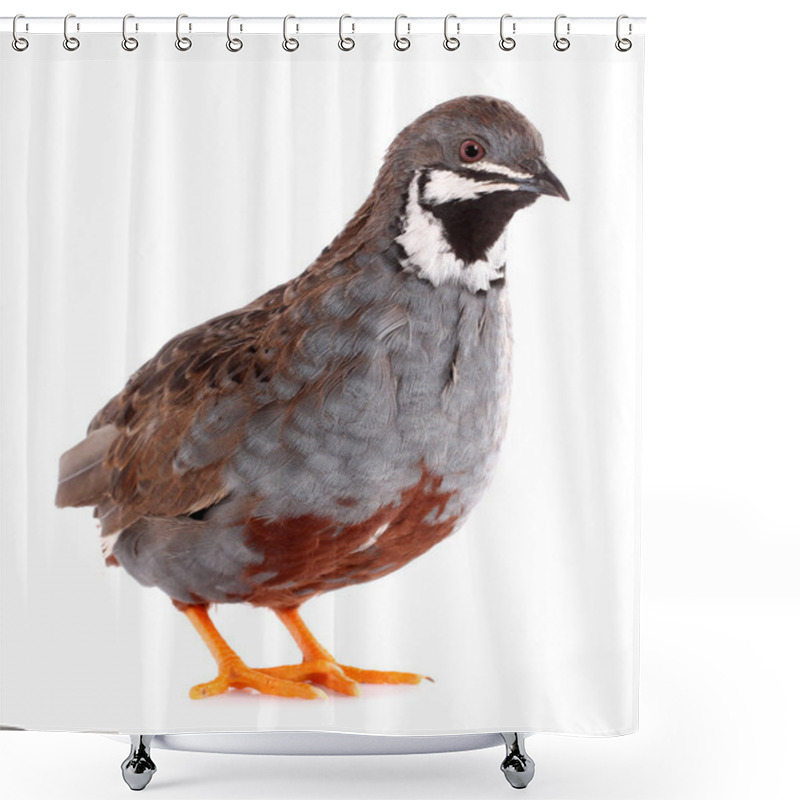 Personality  King Quail Isolated On White Background Shower Curtains