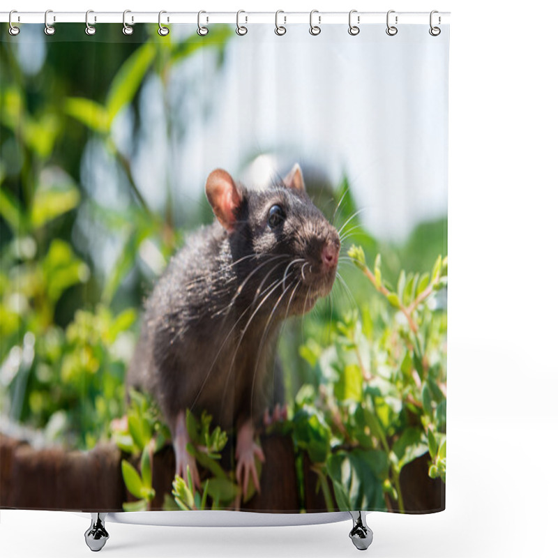 Personality  Curious Gray Rat Pet Walks Shower Curtains