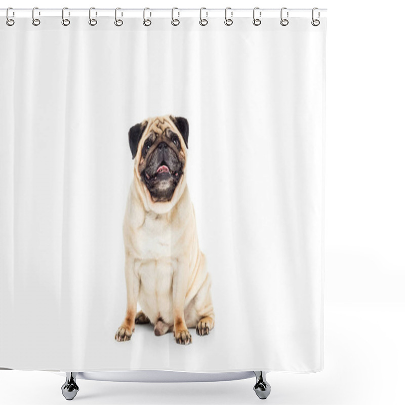 Personality  Cute Pug Dog Shower Curtains