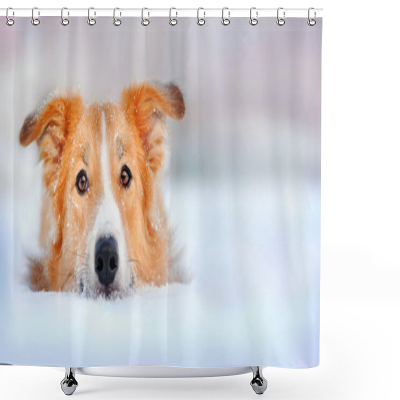 Personality  Cute Dog Border Collie Lying In The Snow Shower Curtains