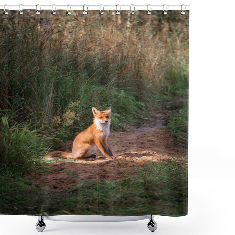 Personality  Beautiful Young Red Fox In The Wild. A Sly Fox With A White Breast. A Curious Wild Animal. Rural Place. Autumn Sunny Day. Shower Curtains