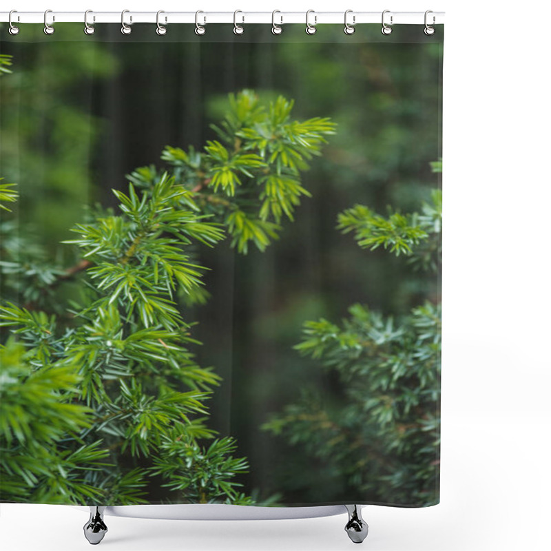 Personality  Conifer Green Branches And Leaves Background Shower Curtains