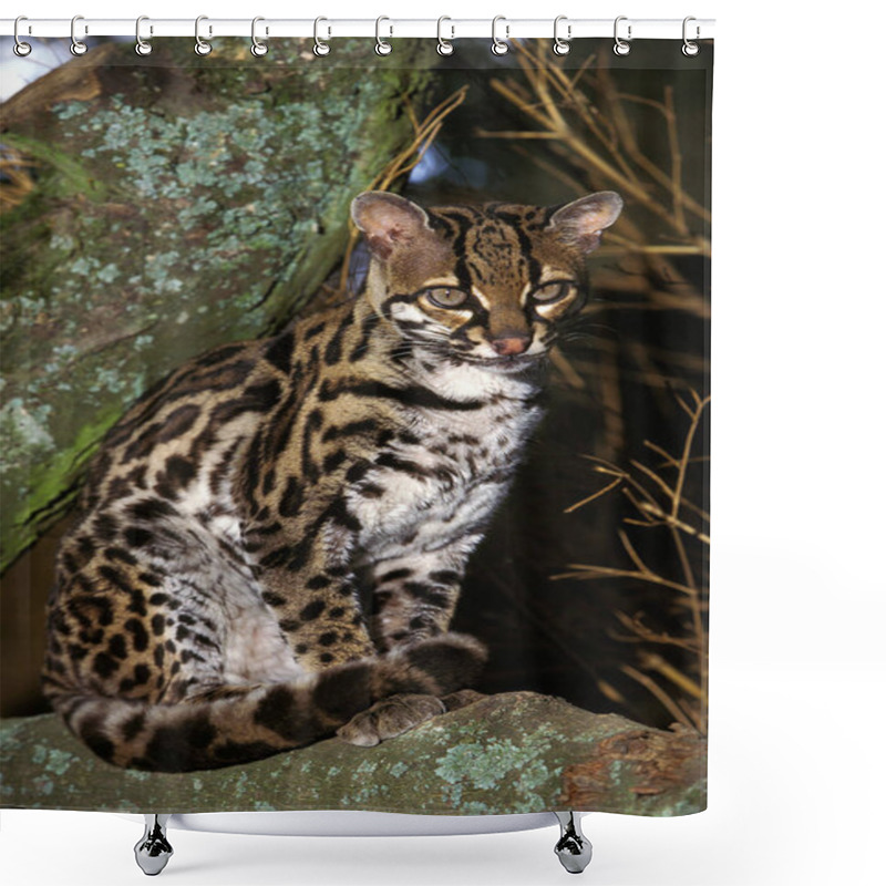 Personality  MARGAY Leopardus Wiedi Shower Curtains