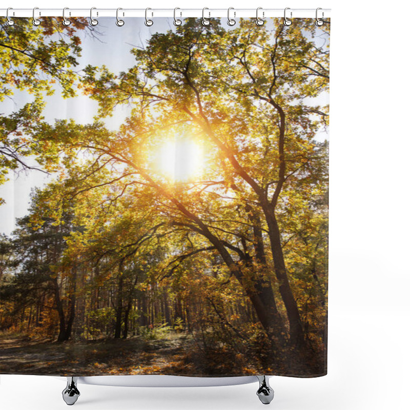 Personality  Sun, Trees With Yellow And Green Leaves In Autumnal Park At Day  Shower Curtains