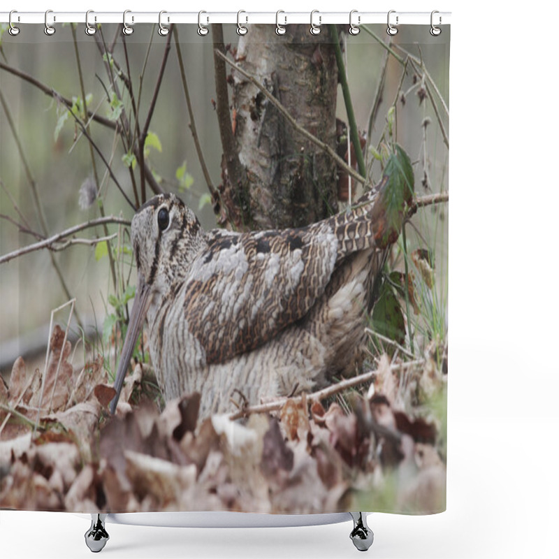 Personality  Woodcock, Scolopax Rusticola Shower Curtains