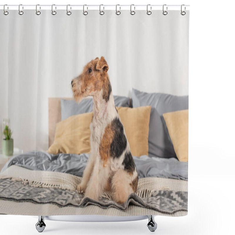 Personality  Curly Wirehaired Fox Terrier Sitting On Modern Bed  Shower Curtains