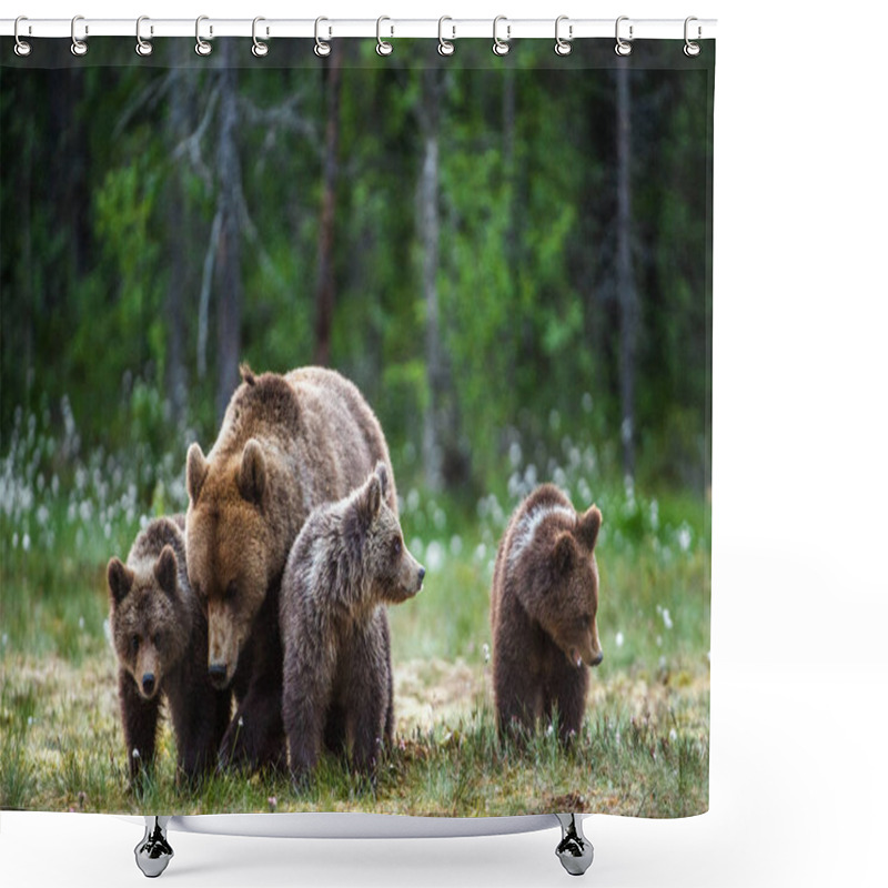 Personality  She-bear And Cubs In The Summer Forest. Natural Habitat. Brown Bear, Scientific Name: Ursus Arctos. Summer Season. Shower Curtains