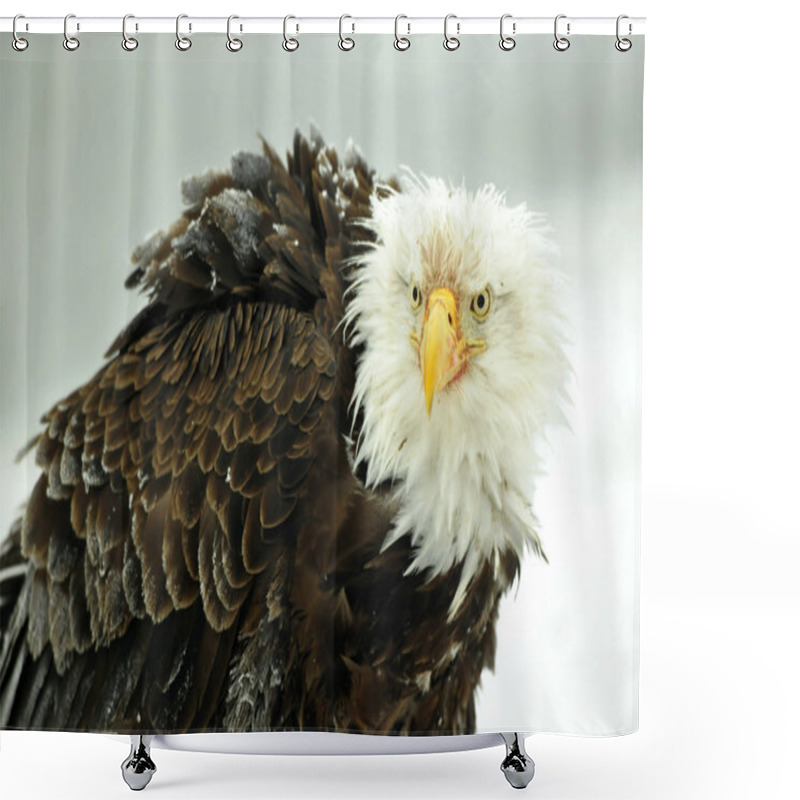 Personality  The Bald Eagle ( Haliaeetus Leucocephalus ) Shower Curtains