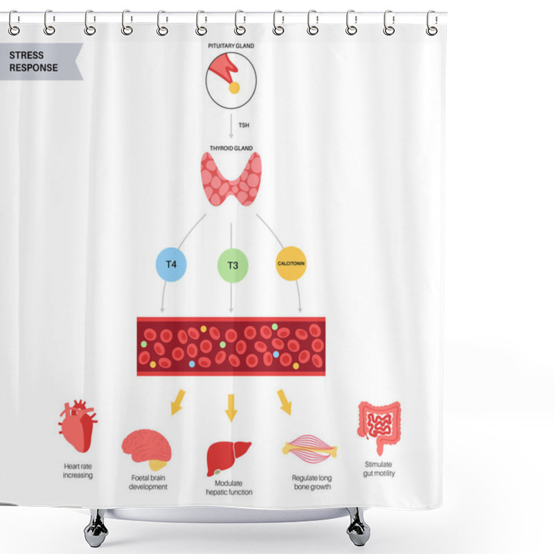 Personality  Thyroid Hormones Diagram Shower Curtains