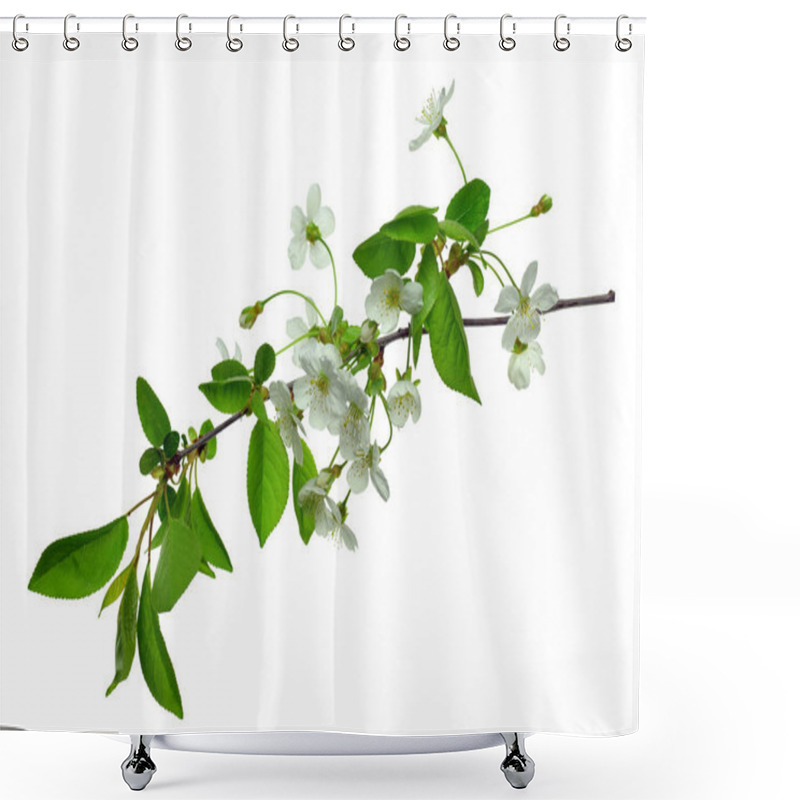 Personality  Cherry Blossoms. Spring. Fresh Foliage And White Flowers Of Cher Shower Curtains