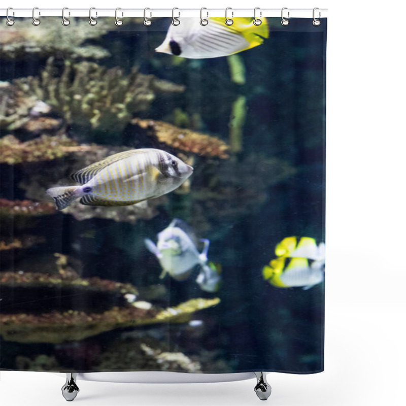 Personality  Various Fish Marine Biodiversity In Tropical Waters. Underwater Macro Photography Shower Curtains