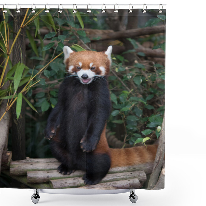 Personality  Cute Red Panda (Ailurus Fulgens) Shower Curtains