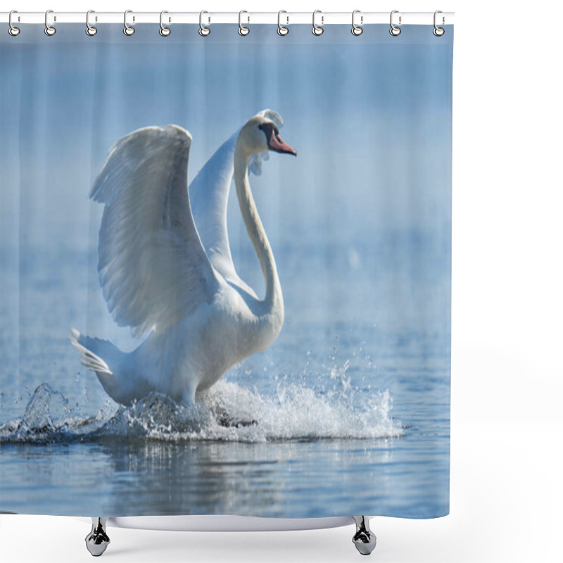 Personality  Mute Swan Flapping Wings Shower Curtains