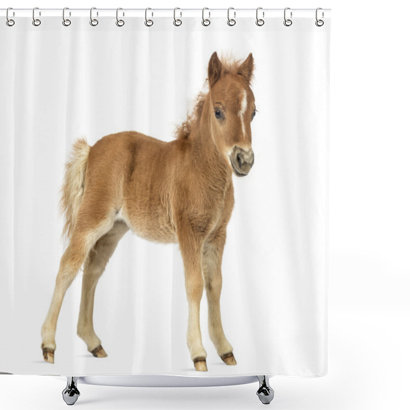 Personality  Side View Young Poney, Foal Against White Background Shower Curtains