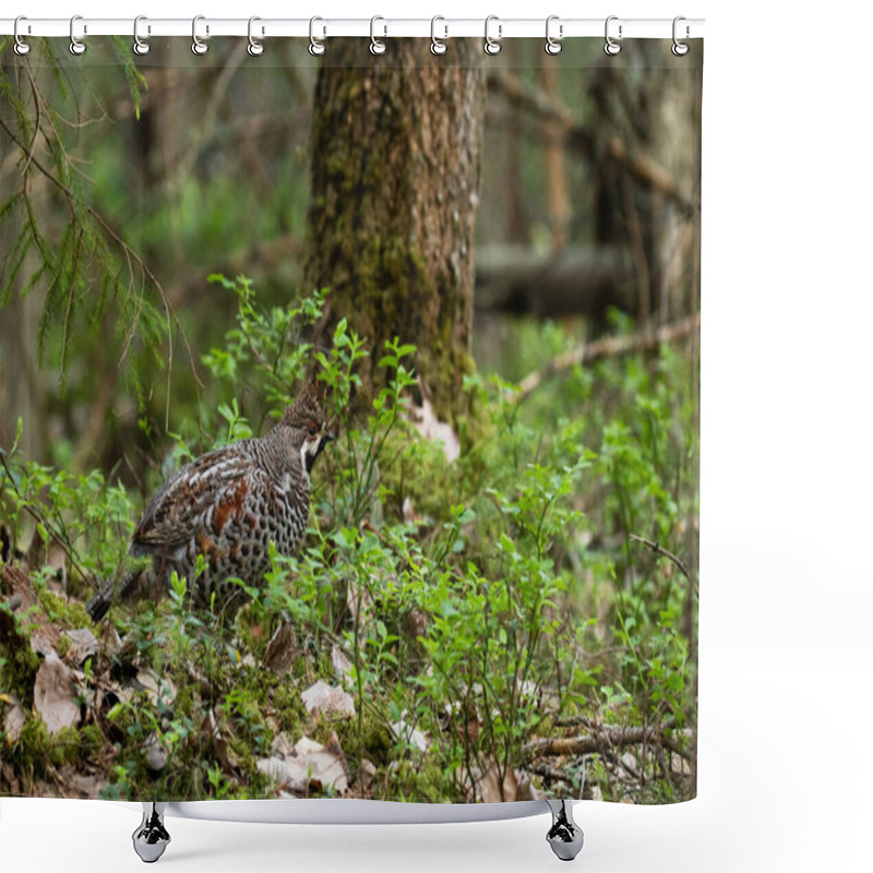 Personality  A Male Hazel Grouse, Tetrastes Bonasia In A Green, Lush And Old Boreal Forest During Spring Breeding Season In Estonia, Northern Europe. Shower Curtains