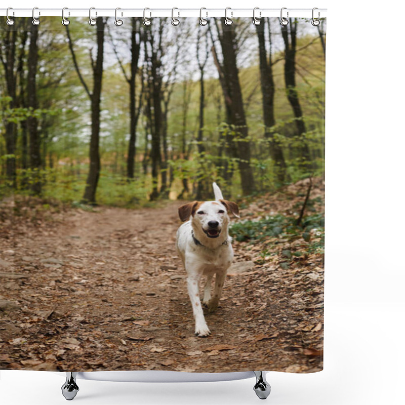 Personality  Image Of Active White Dog Running In Forest. Nature Photo Of Pets, Pet In Fall Woods Shower Curtains