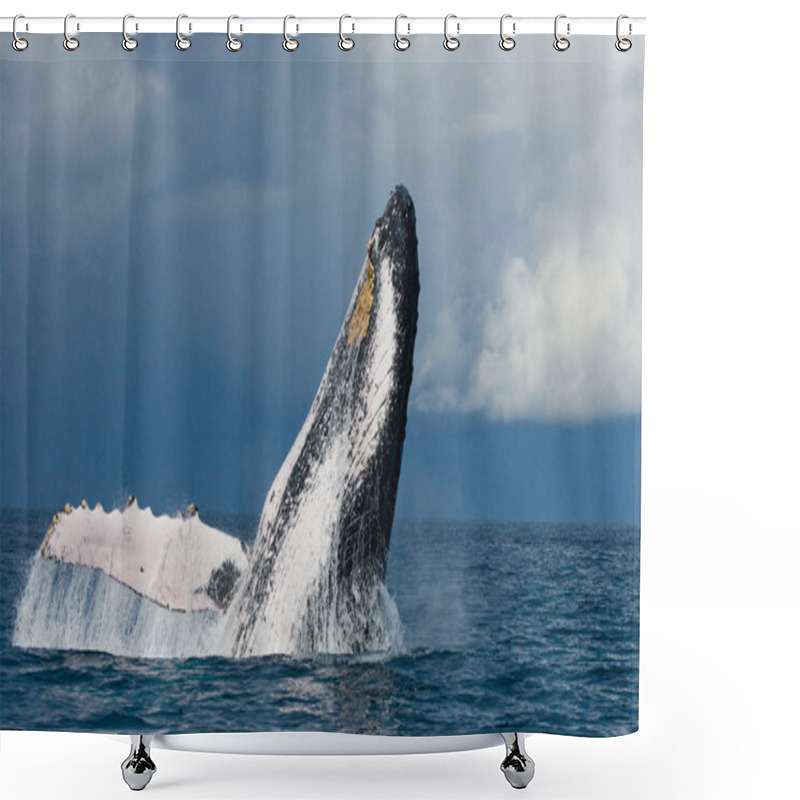 Personality  Whale Jumping In The Air Shower Curtains