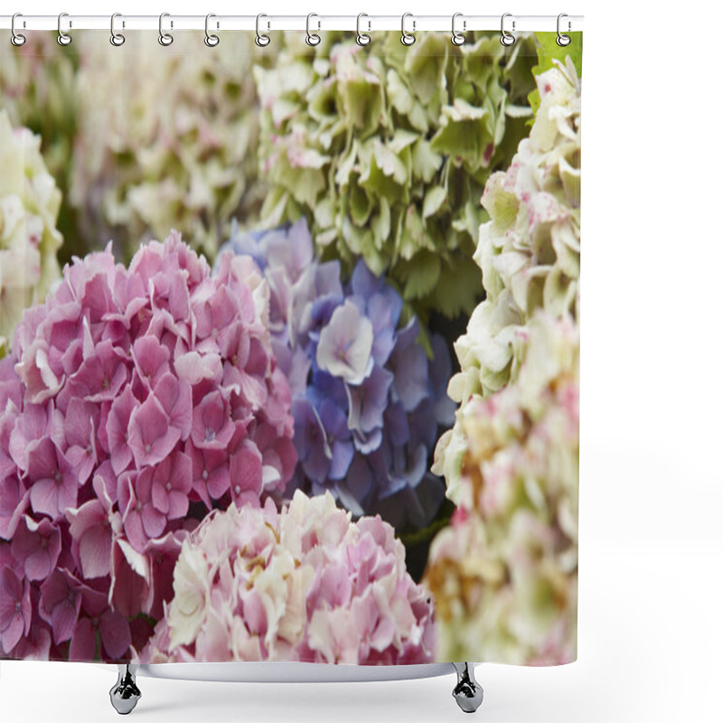 Personality  Purple Blue And White Hydrangeas In Pico Island. Azores. Portuga Shower Curtains