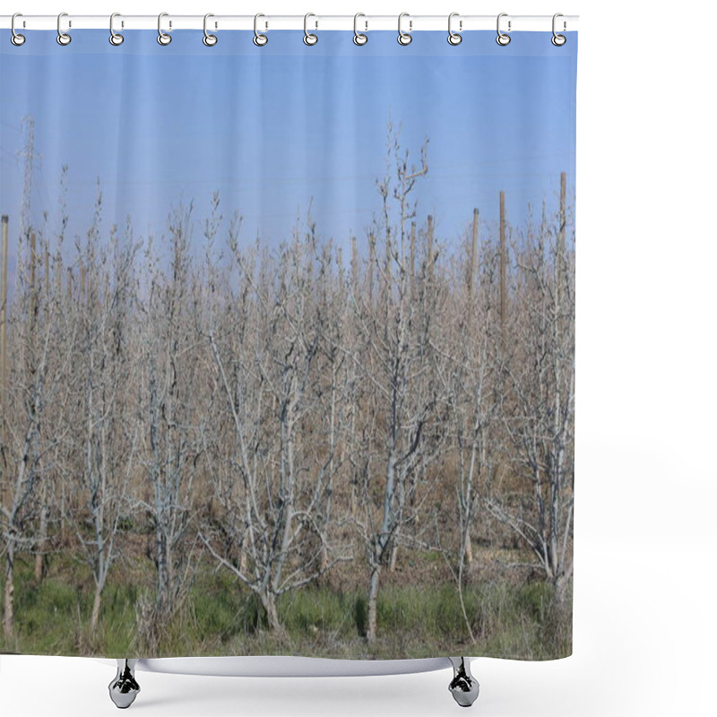 Personality  A Well-kept Dwarf Apple Orchard Treated With Bordeaux Mixture Shower Curtains