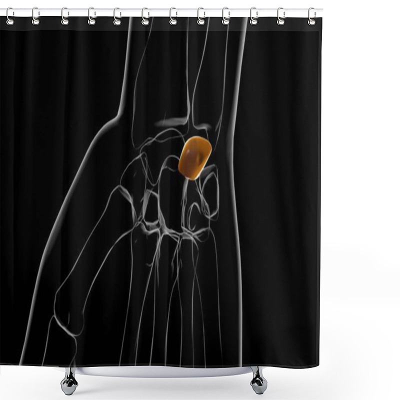 Personality  Human Skeleton Lunate Bone Anatomy 3D Illustration Shower Curtains