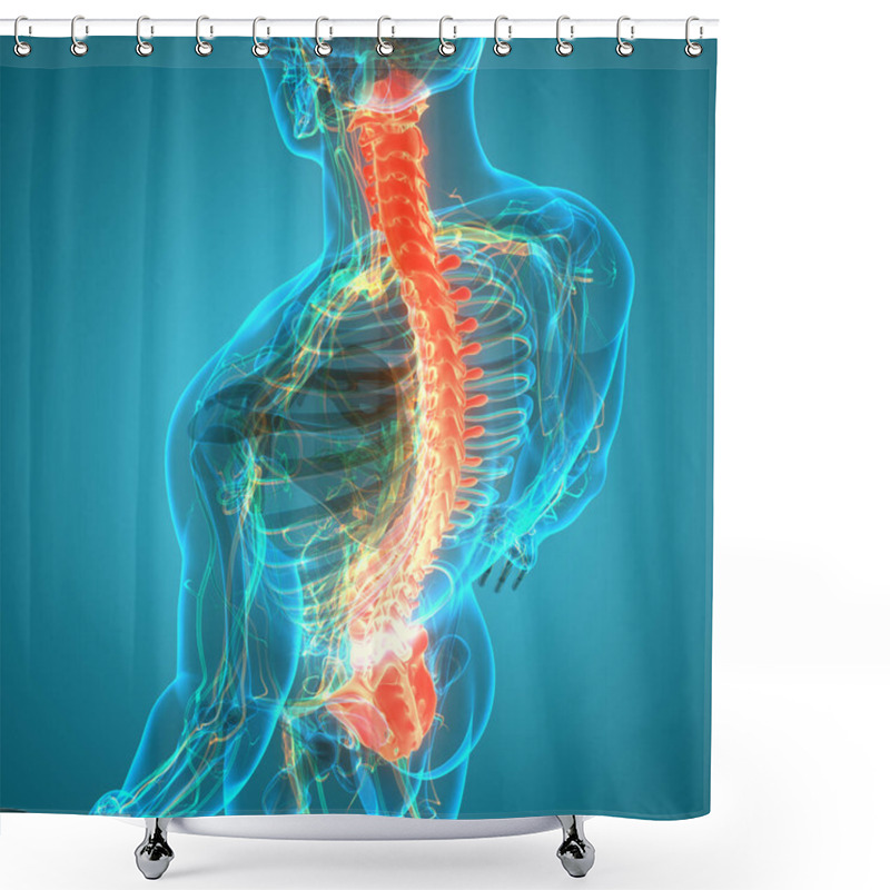 Personality  Vertebral Column Of Human Skeleton System Anatomy Shower Curtains