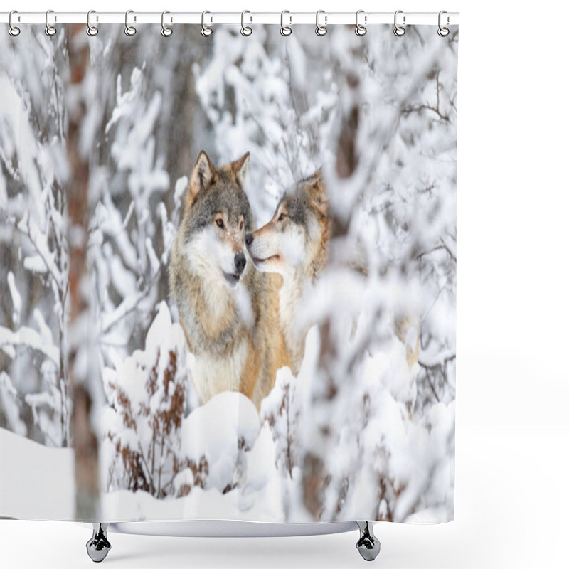 Personality  Two Beautiful Wolves In The Forest A Snowy Day At Winter Shower Curtains