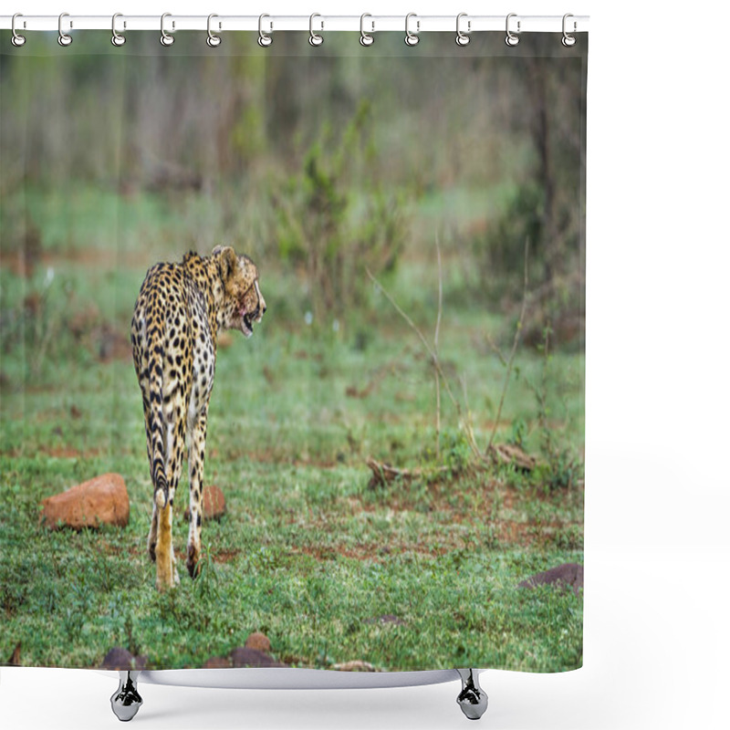 Personality  Cheetah In Kruger National Park, South Africa Shower Curtains