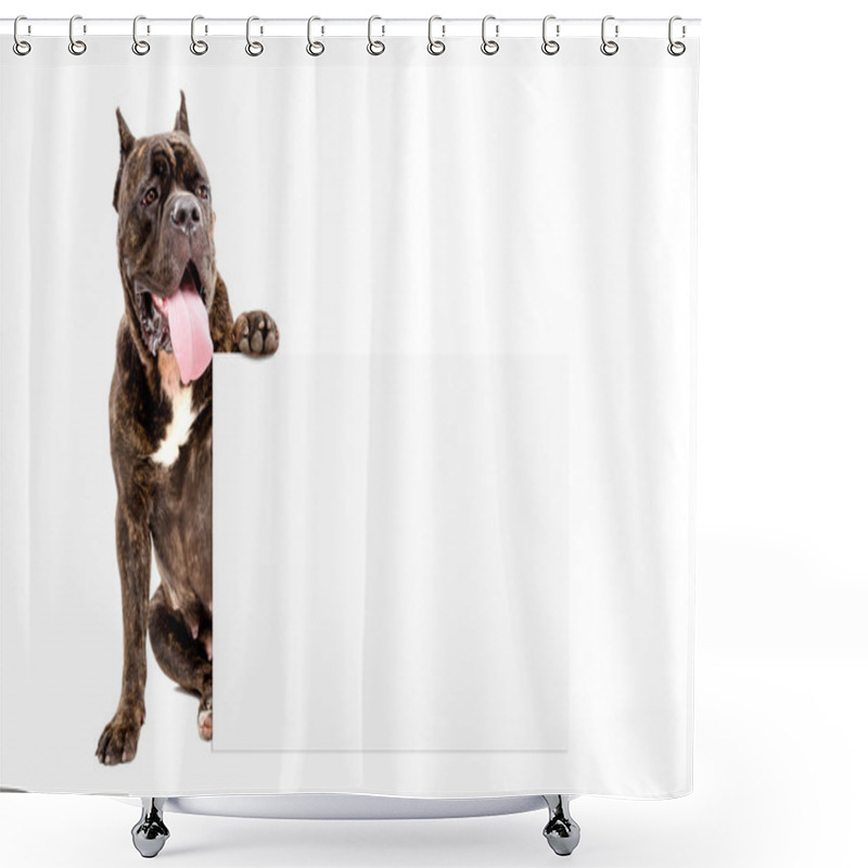 Personality  Dog Cane Corso Breed With A Banner Shower Curtains