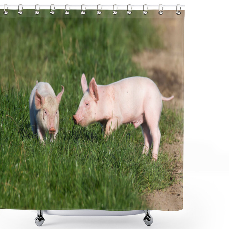 Personality  Happy Piglets In Free Range Shower Curtains