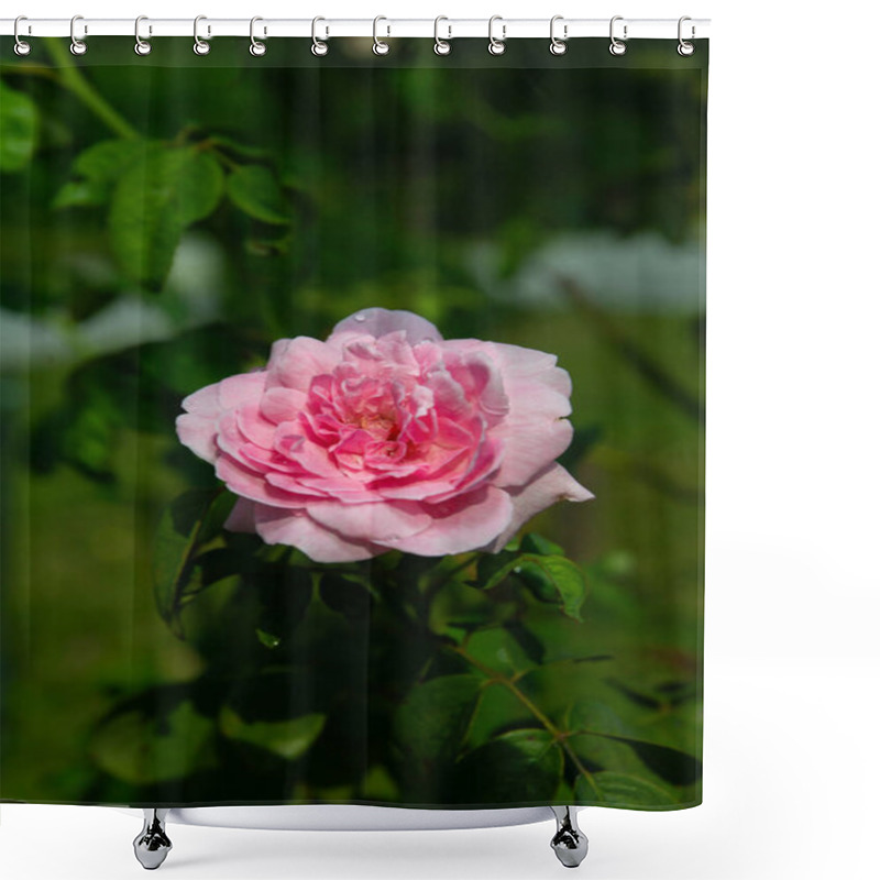 Personality  Pink Rose Blooming In Natural Light Shower Curtains