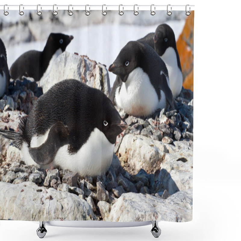 Personality  Female Adelie Penguin Sitting On The Eggs In The Colony Shower Curtains