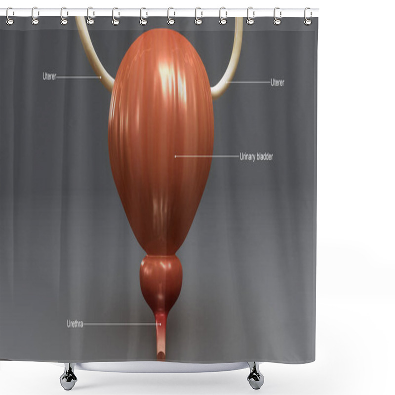 Personality  Urine Bladder Anatomy Shower Curtains