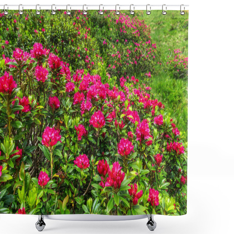 Personality  Numerous Bushes Of Red Flowering Alpine Roses In A Green Slope Shower Curtains