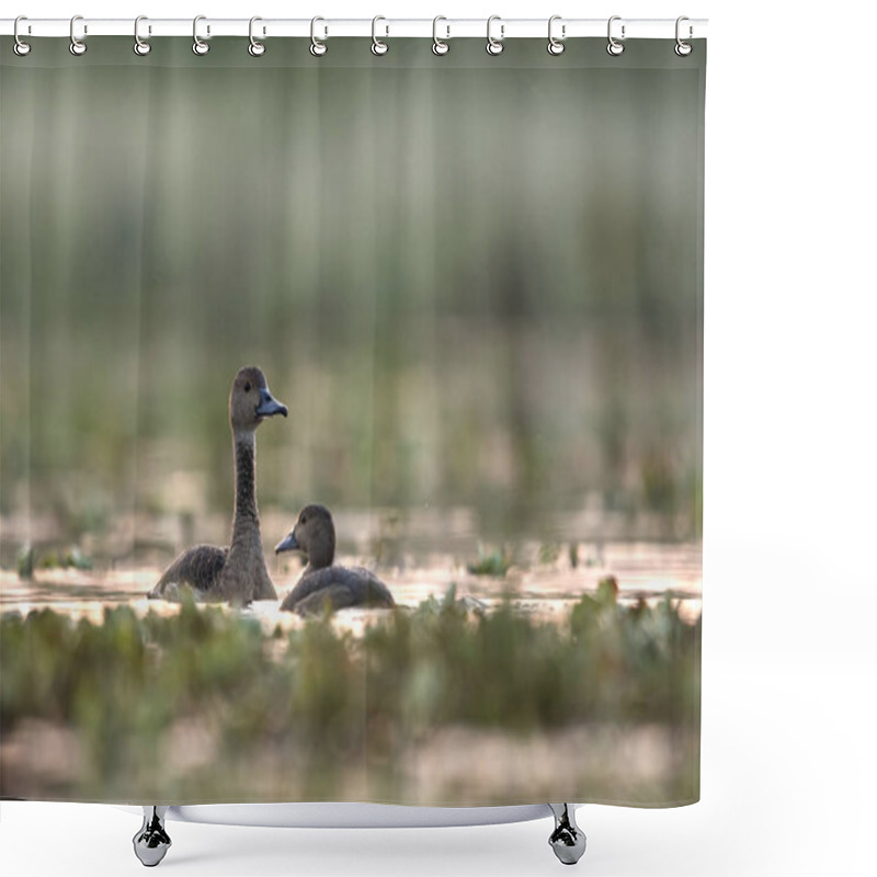 Personality  Whistling Duck (Dendrocygninae) In Pond  Shower Curtains